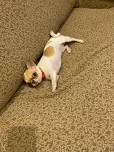 Puppy-Boots Pet-Shoes Lovely Dogs Snow Anti-Slip Zipper Winter Warm Denim Lets Casual