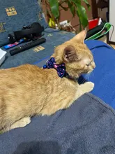 Bells Leashes Collars Dog-Accessories Fashion Kawaii Puppy-Kitty Adjustable Cute Bowknot