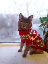 Antumn-ropa de invierno para gatos abrigo de suéter Katten para perros, disfraz de gato para perros pequeños, Chihuahua, Pugs, Bulldog francés