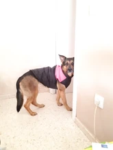 Ropa de invierno para perros y gatos abrigo impermeable para perros y gatos, cálido, disponible en 8 S-5XL tamaños, color verde, rojo, azul y rosa