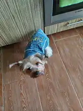 Dog-Vest Jacket Apparel Jeans Puppy Small Dogs Yorkshire Terrier Denim For Chihuahua