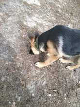 Bungee-Leash Collar German Shepherd Dogs Elastic Military Tactical Nylon for Large