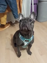 Breathable French Bulldog Harness Printed Reflective Dogs Harness Puppy Small Medium