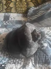 Pet bed for Cats Dogs Soft Nest Kennel Bed Cave House Sleeping Bag Mat Pad Tent Pets