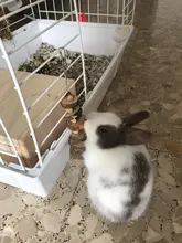 Wooden Hanging Exercise Chinchilla Pet Supplies Chew Toy Guinea Pigs For Hamster Rabbit