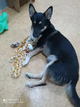 Peluche suave de cebra con sonido de tigre para mascotas, juguete para mascotas
