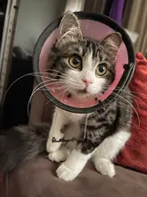 Sipuris, Collar personalizado con nombre, collares de acero inoxidable de Color acero para mujer, joyería personalizada para hombre, regalo de novia