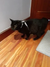 Collar de perro ajustable productos para mascotas Collar para perro arnés correa de liberación rápida Rhinestone Bling de cuero de la PU 1 PC