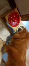 Pet-Supplies Dish-Bowl Raised Food-Water-Feeder Wooden Ceramic Stand Table Pets Dog Cat