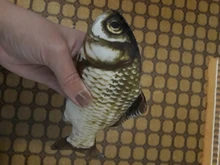 Cheap Pet Products Fish Toy Cat Scratch Board Scratching Post Catnip toys for Cat Pet