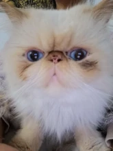 Cubiertas desechables de plástico para zapatos, cubiertas de plástico para limpieza de calzado, impermeable, para exteriores y días lluviosos, 100 Uds.