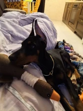 Dog-Toys Puppy Squeak Chew-Cleaning Plush Pet-Resistance Cat Cartoon Cloth Linen 33cm