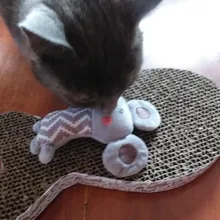 Cat Toys Interactive Ball Catnip Cat Training Toy Pet Playing Ball Pet Squeaky Supplies