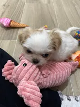 Dog-Chew-Toys Puppy-Toy Pets-Products Dogs Squeaky Corduroy Mascotas-Supplies Bite-Resistant