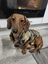 Dog Vest Pet-Supplies Down-Jacket Puppy Chihuahua Winter Windproof Small Warm Apparel