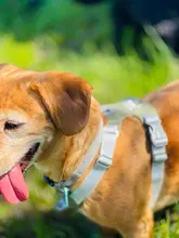 Harness Vest Belt Chest-Strap Dog-Training-Reflective Big-Dogs Adjustable Outdoor 