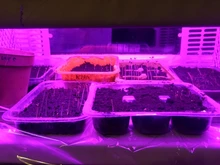 LED Grow Light 220V Full Spectrum LED Bar Lamp for Plants High Luminous Efficiency 8W