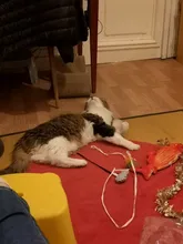 Doll-Pillow Cat-Toy Cat Mint Simulation-Fish Grass-Carp Funny New Pet-Molar