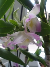 Toalla de limpieza para vidrios, paño de microfibra para limpiar cristales