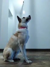 Strap-Supplies Spiked Pet-Collars Neck Small Dog Adjustable Punk Rivet for Cat