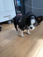 Jacket Clothing Puppy-Coat Dog-Face Dogs Reflective Waterproof Winter Apparel Small Medium