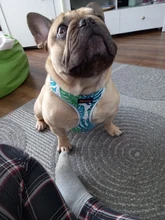 Breathable French Bulldog Harness Printed Reflective Dogs Harness Puppy Small Medium