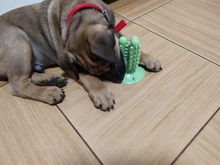 Dental Chew Toys for Dogs Healthy Fresh Puppy Teeth Cleaning Brush Cactus Large Breed