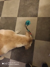 Pet Dog Toys Silicon Suction Cup Tug dog toy Dogs Push Ball Toy Pet Tooth Cleaning Dog