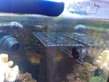 Tanque de peces de acuario Coral Rack soporte imán acrílico de succión fuerte fragmento de Coral Rack acuario planta pescado Accesorios para tanque