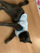 Ropa de invierno para Gato, ropa para gatos, abrigo de gatito, chaqueta, disfraces de gato de dibujos animados, ropa de lana cálida para gatos y perros, Sphynx