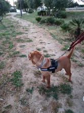 Arnés transpirable reflectante sin tirones para perro, chaleco de arnés de mascota ajustable con parche personalizado de identificación, suministros para caminar al aire libre