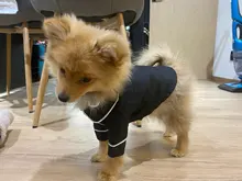 Puppy-Outfit Dogs-Costume Pet-French-Bulldog-Pajamas Chihuahua Fashion Small Medium Perro