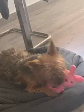 Donut de peluche para perros pequeños y medianos, juguetes interactivos para Sonido divertido, suministros de accesorios