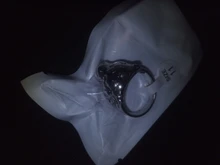 Punk personalidad de los hombres anillo de tigre de los hombres exquisita joyería de titanio anillo de acero (tamaño: 8-11)