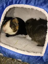 Bed-House Hedgehog Hamster Guinea-Pig Nest Small Pet Squirrel Rat Chinchilla Animal Rabbit