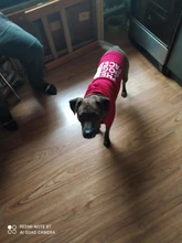 Sudadera con capucha para Perro, Ropa de invierno para mascotas, abrigo, Chaqueta de algodón, Ropa para Bulldog Francés