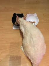 Double Cat Bowl For Cats Water Bowl Transparent Non-Slip Cat Food Bowl For Dogs Bowls