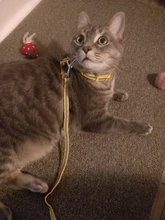 Pet-Harness-Belt Traction Cats-Products Dog-Collar Reflective Nylon Kitten Adjustable