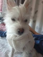 Costume Puppy-Clothes Love-Rainbow-Vest PETCIRCLE Pet-Cat Dog Winter New Fit And Four-Color