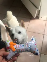 Dog-Toy Cupcake Chew Stuffed Interactive Plush-Birthday Squeaky Bite-Resistant Soft Cute