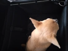 Waterproof Enhanced Oxford Pet Carriers Dog Car Seat Cover Hammock Mat Carrying Carrying