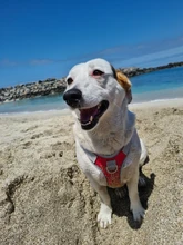 Harness Vest Pet-Products Collar Soft-Lining Walking-Training Reflective Adjustable Small