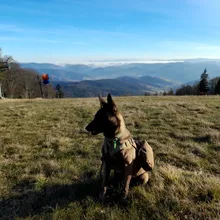 Vest Harnesses Pet-Training Dogs Military-Working Tactical Medium Nylon Durable for Large