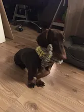 Cute Pet Dog Toys Chew Squeaker Animals Pet Toys Plush Puppy Honking Squirrel For Dogs