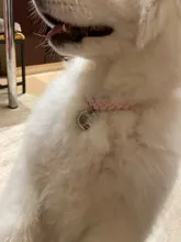 Dog Tag Personalized Pet Puppy Cat ID Tag Engraved Custom Dog Collar Accessories Customized