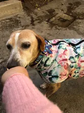 Dog-Accessories Collars Engraved Pet-Puppy Printed Custom Personalized Fashion Nylon