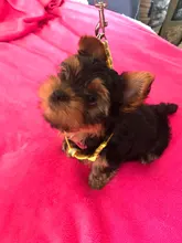 Arnés para perro o gato ajustable, reflectante, para gatos, exteriores, para perros pequeños, para caminar, Chihuahua, Terier