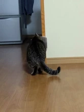 Hair-Removal-Brush-Comb Grooming-Tool Cat-Massage-Device Cats-Hair Self-Groomer Catnip