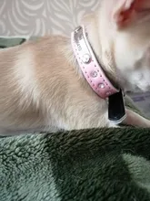 Dog-Collar Dogs Pink Customized Engraved Yorkies Chihuahua for Small