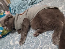 Pet Cat Reindeer Sweater Winter Warm Cat Clothes for Cats Kedi Outfit katten Clothing